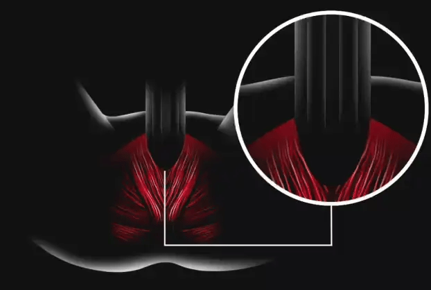 אנטומיית שריר רצפת האגן הגברי